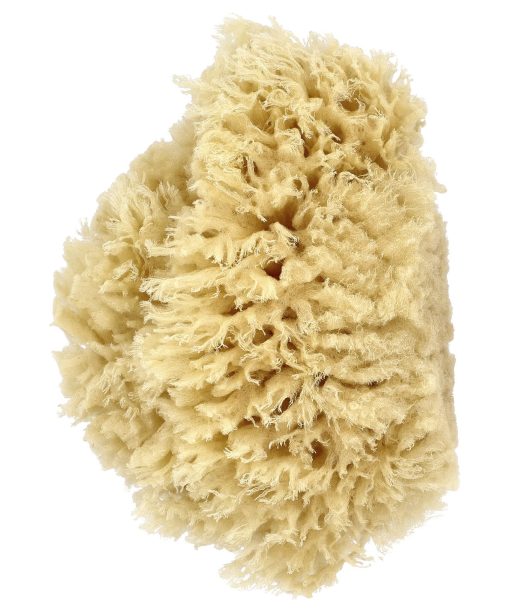 Baby Buddy, Premium Quality Wool Sea Sponge, 1 Sponge